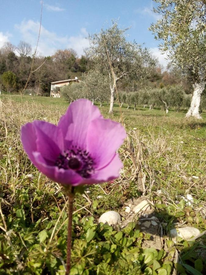 The Country Path B&B Toffia מראה חיצוני תמונה